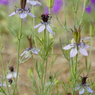 Nigella sp